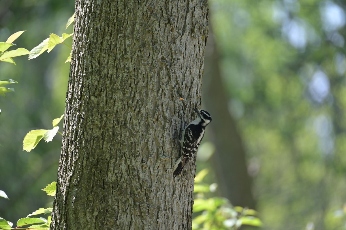 Downy Woodpecker - Nicolle and H-Boon Lee