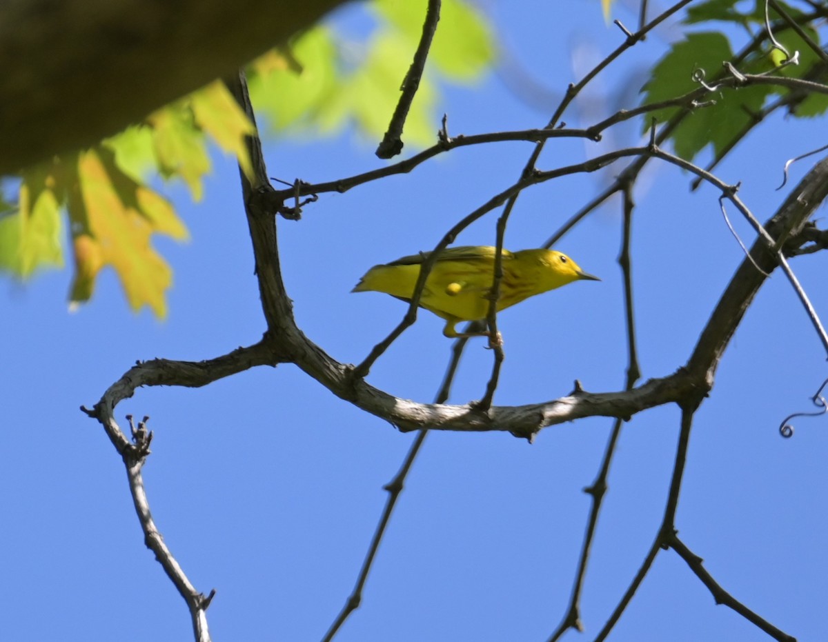 Yellow Warbler - Nicolle and H-Boon Lee