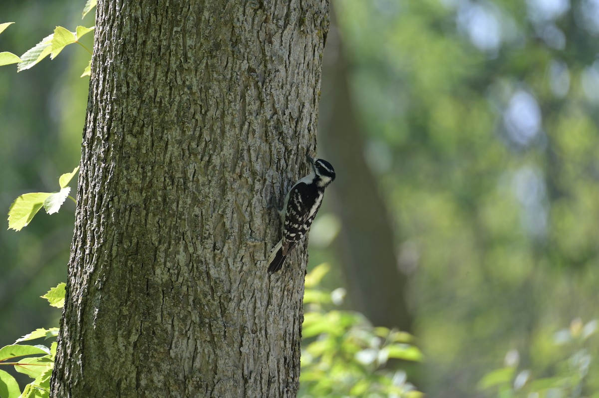 Downy Woodpecker - Nicolle and H-Boon Lee