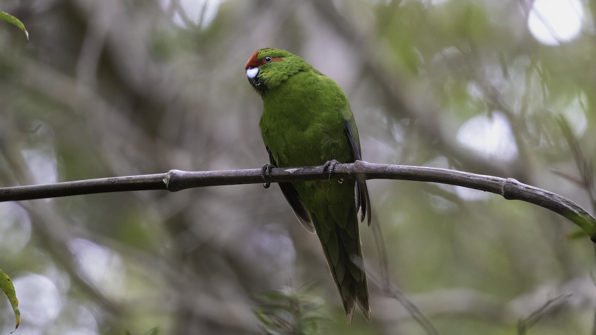 Red-crowned Parakeet - Markus Craig