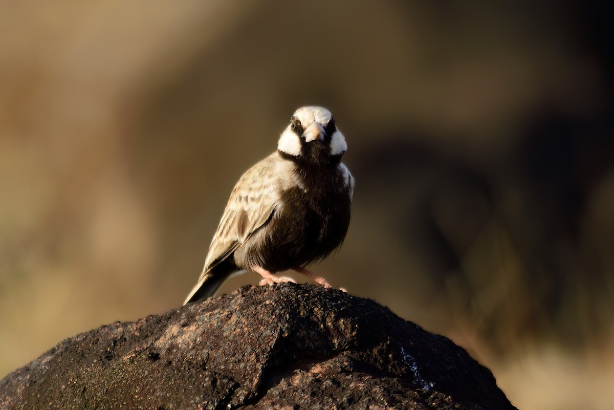 Ashy-crowned Sparrow-Lark - Kadhiravan Balasubramanian