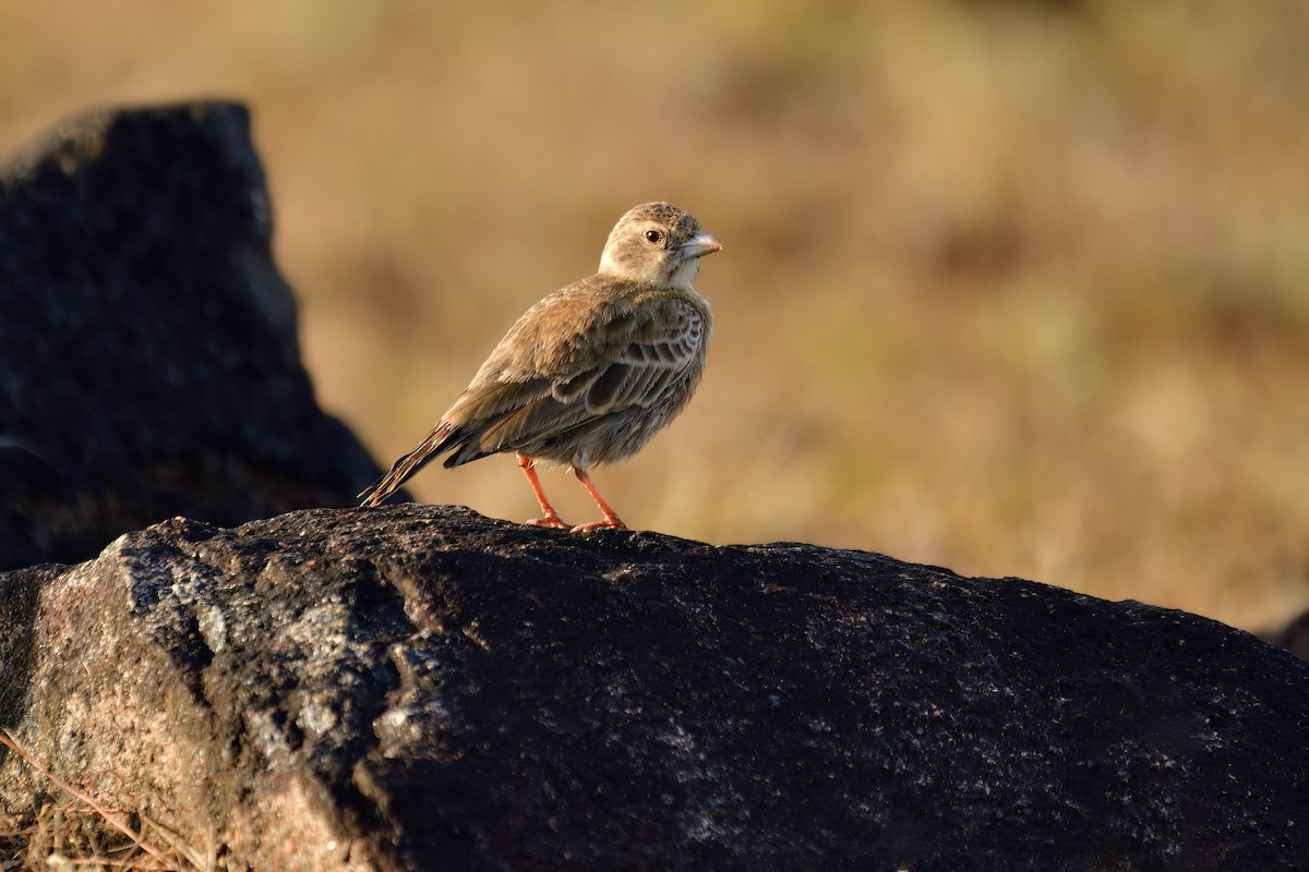 Ashy-crowned Sparrow-Lark - Kadhiravan Balasubramanian