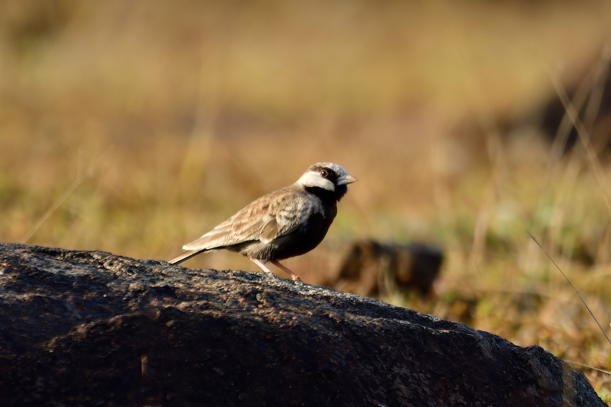 Ashy-crowned Sparrow-Lark - Kadhiravan Balasubramanian