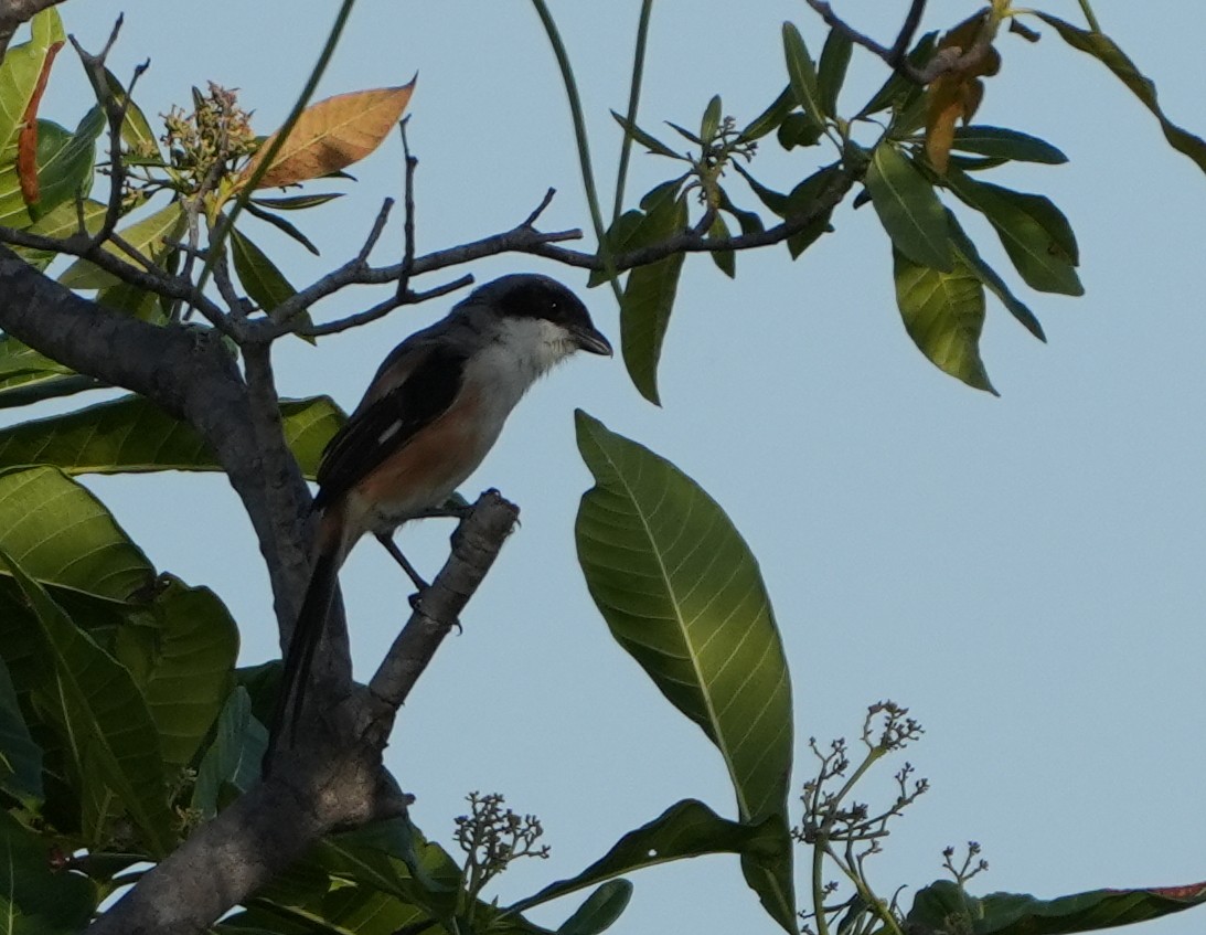 Long-tailed Shrike - Sandy Gayasih