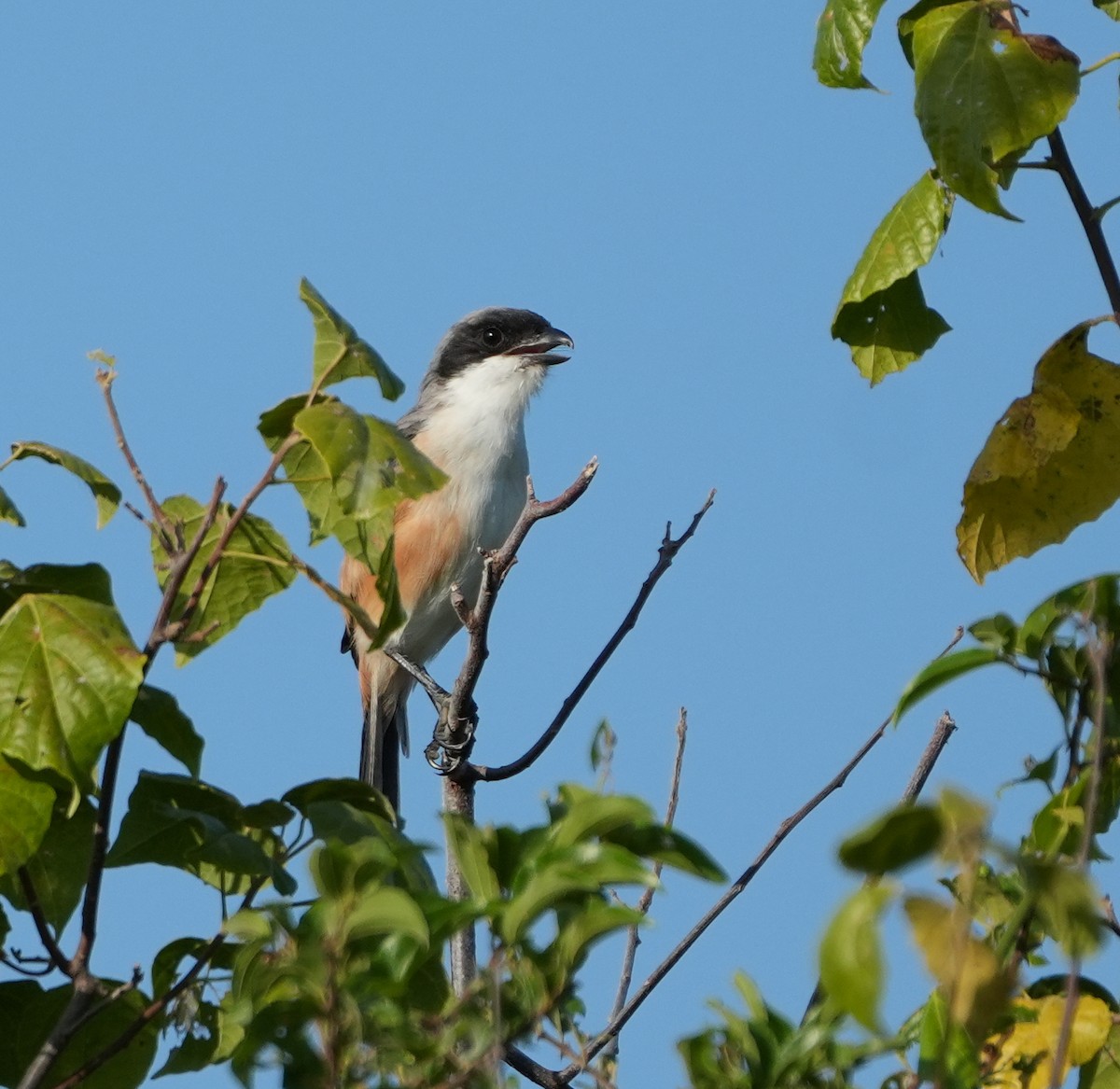 Long-tailed Shrike - Sandy Gayasih