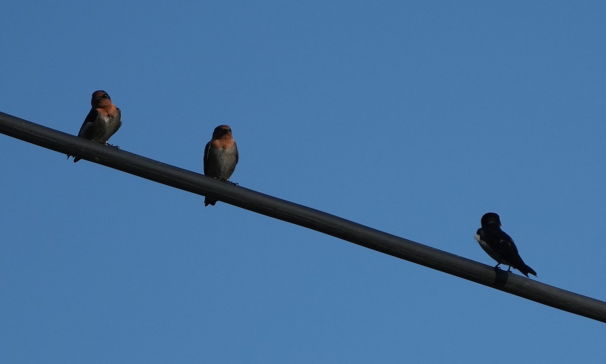 Pacific Swallow - Sandy Gayasih