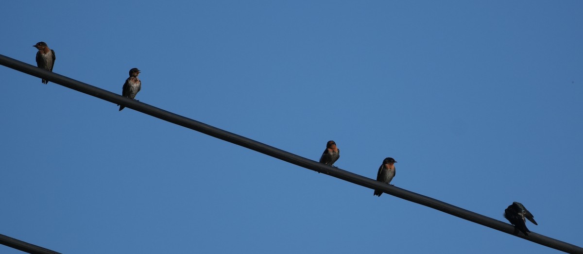 Pacific Swallow - Sandy Gayasih