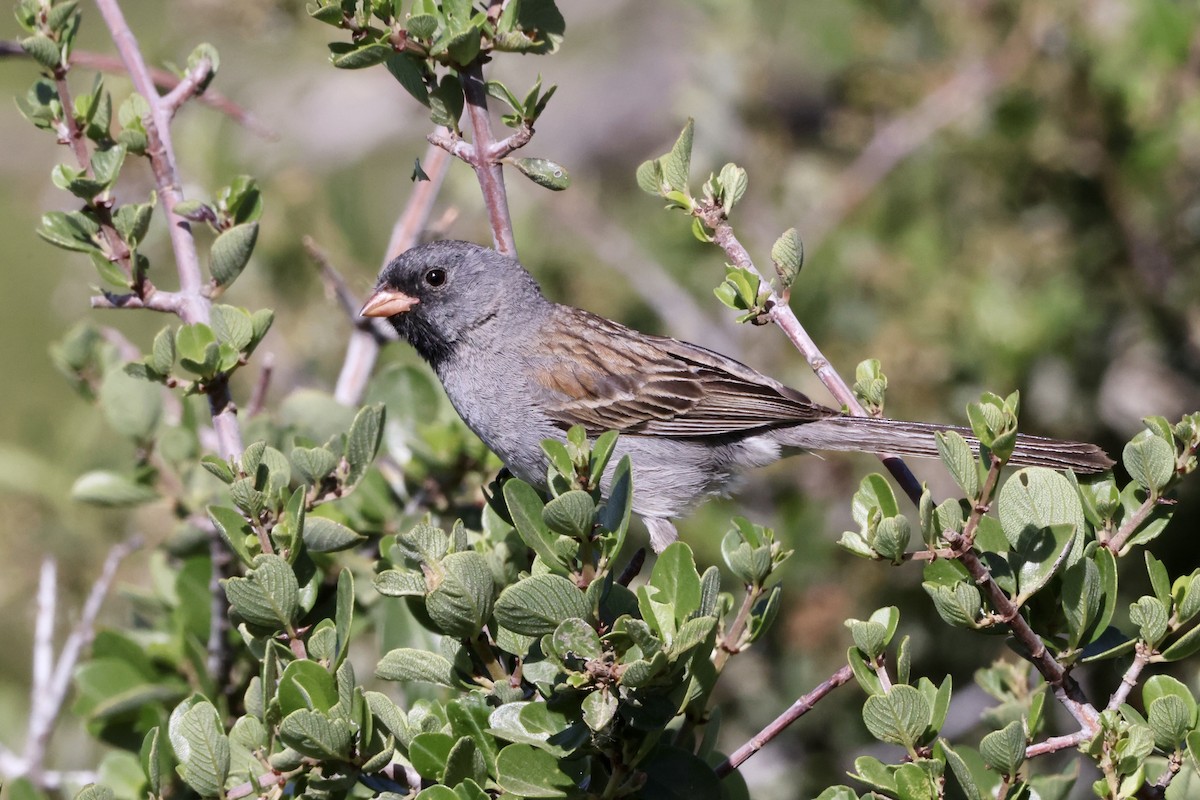 Black-chinned Sparrow - Alice Church