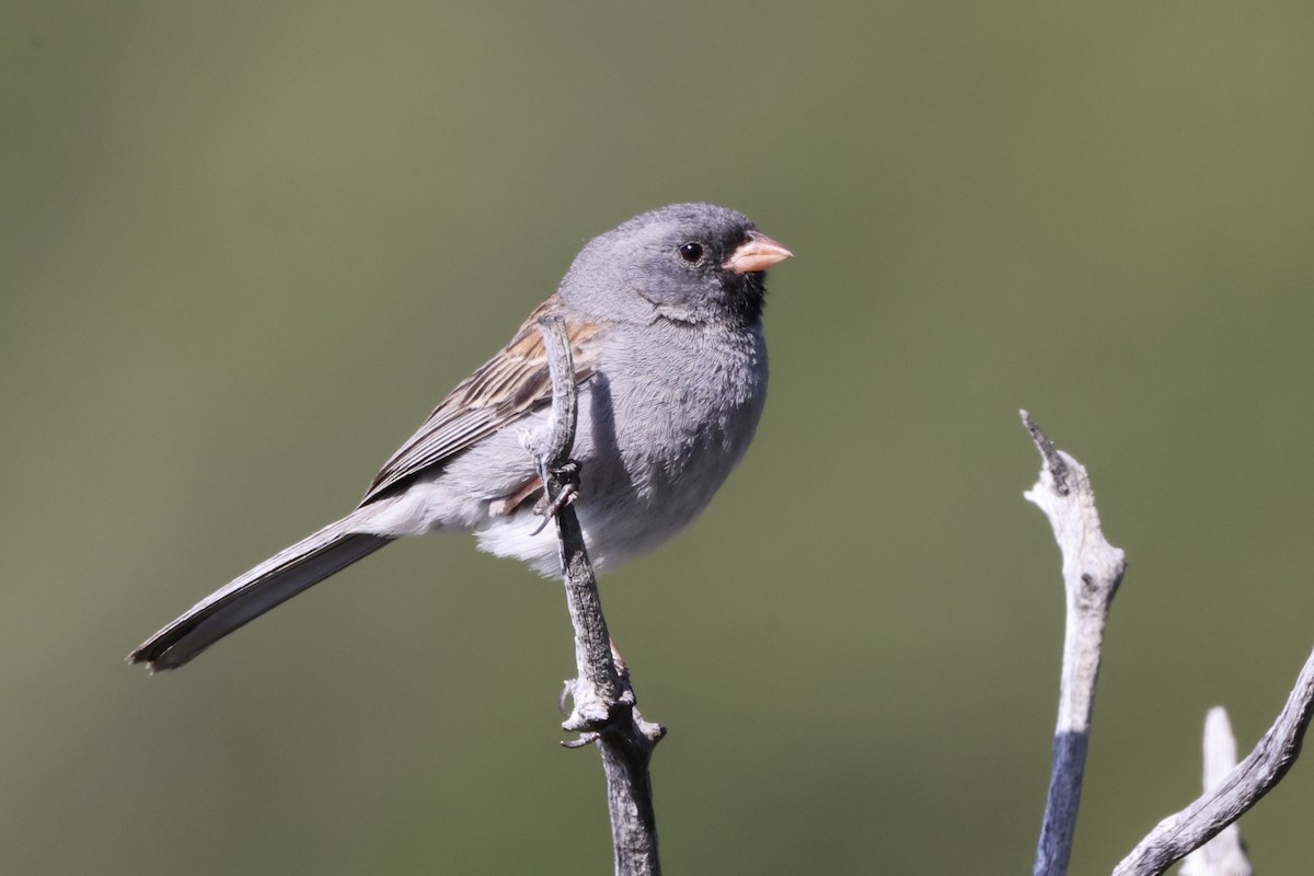 Black-chinned Sparrow - Alice Church