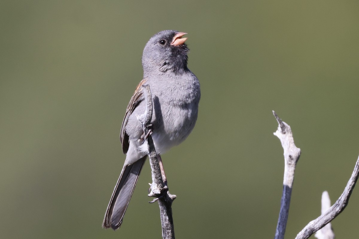 Black-chinned Sparrow - Alice Church