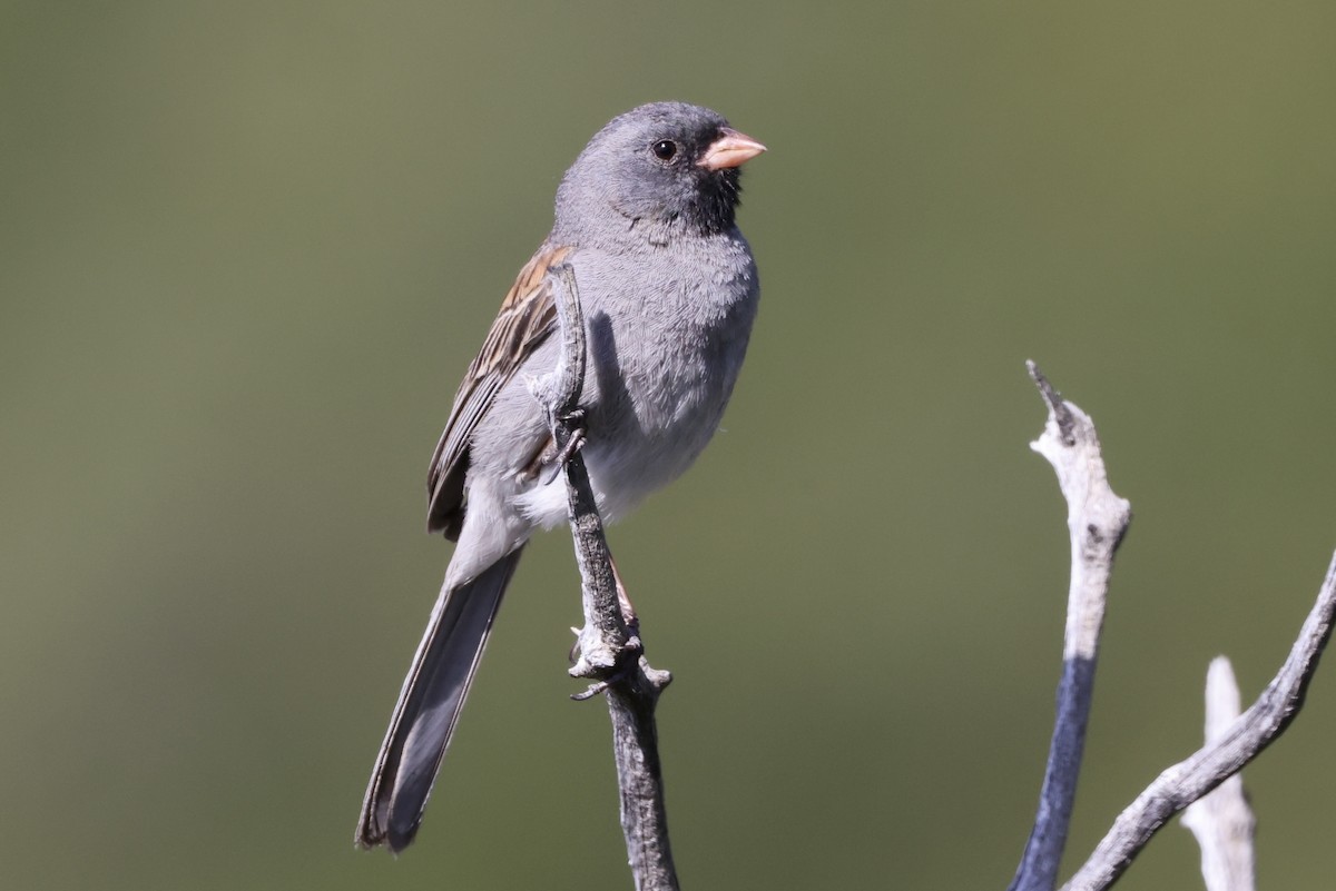 Black-chinned Sparrow - Alice Church