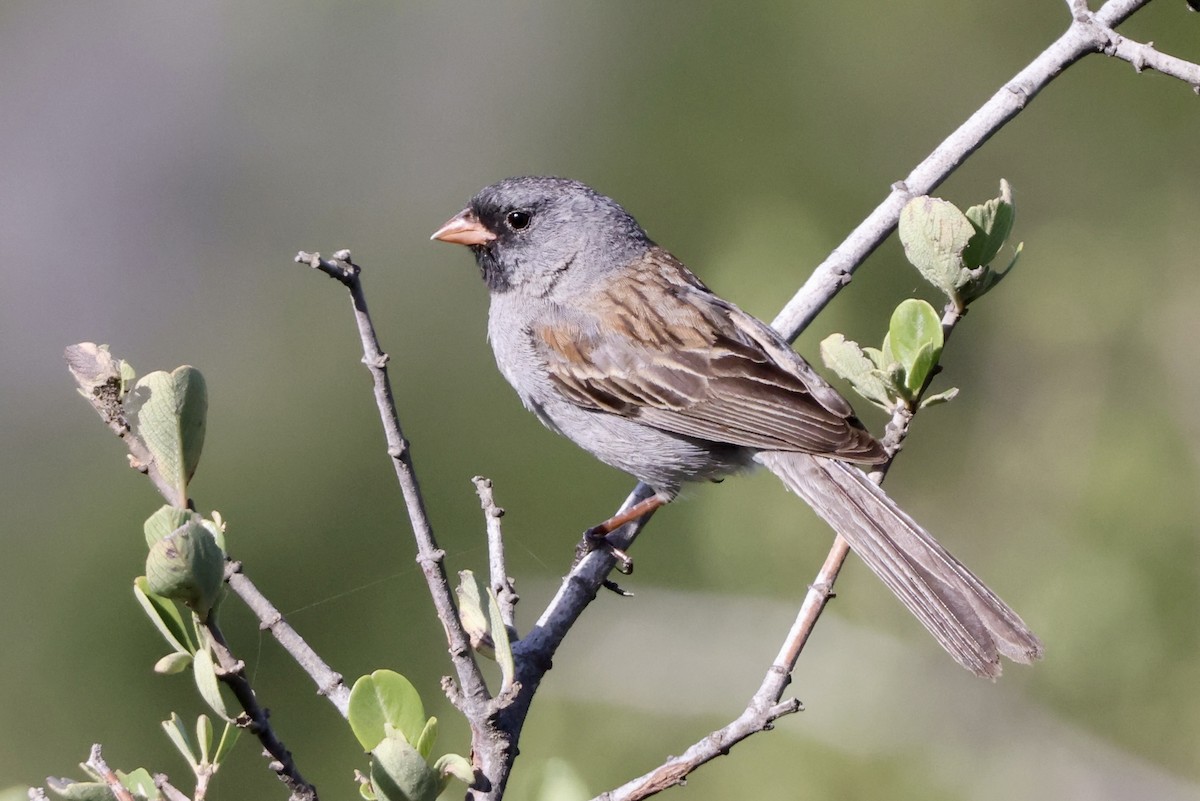 Black-chinned Sparrow - Alice Church