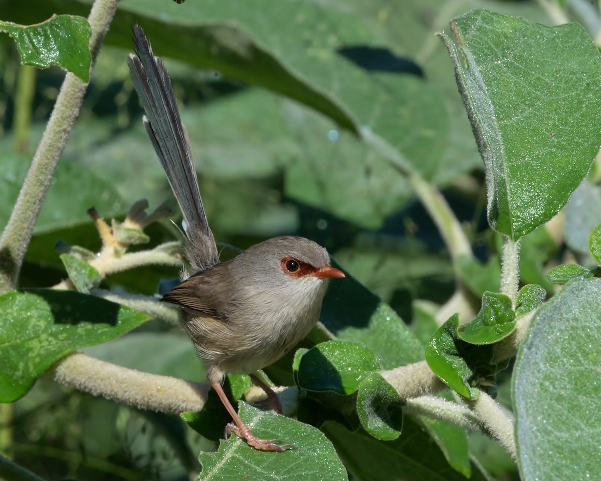 Variegated Fairywren - Peter Storer