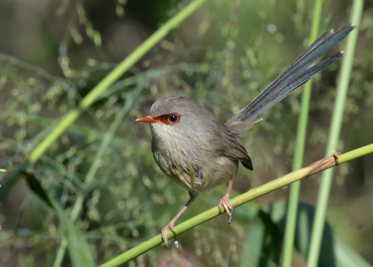 Variegated Fairywren - Peter Storer