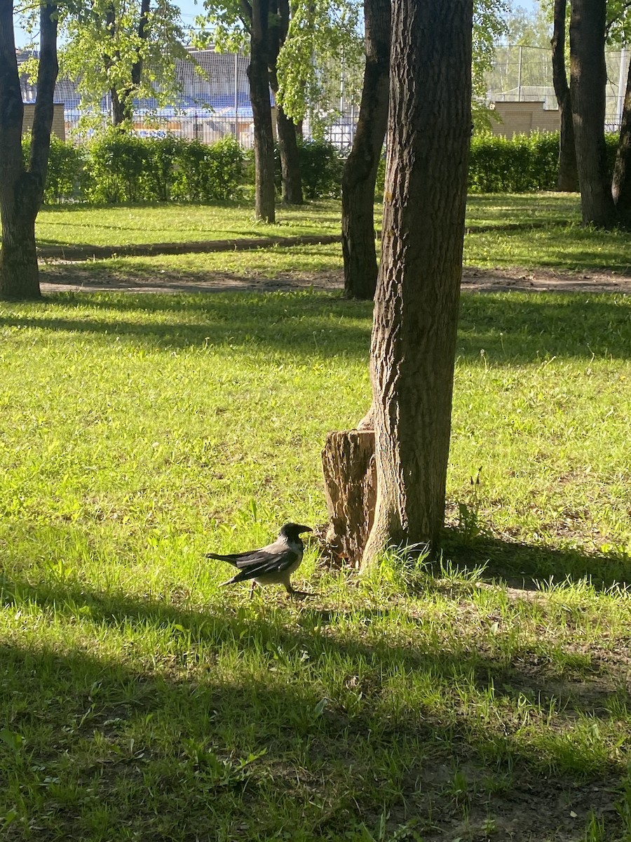 Hooded Crow - Анастасия Алексеева