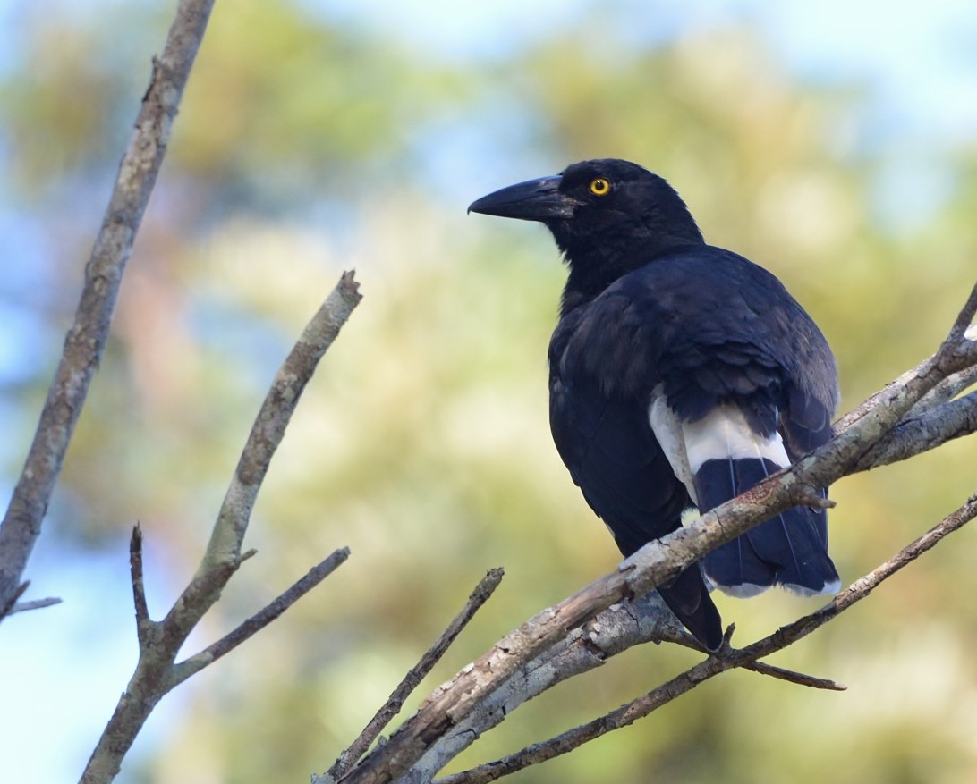 Pied Currawong - Peter Storer