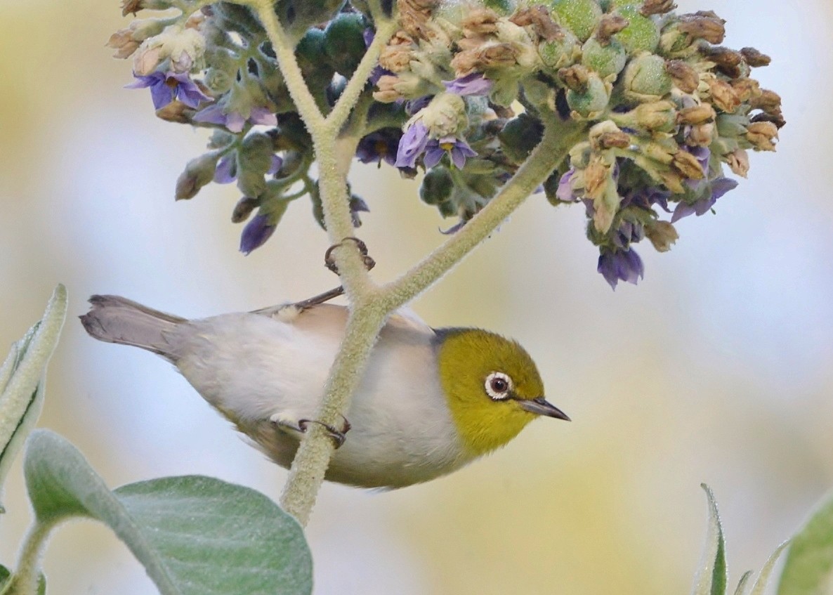 Graumantel-Brillenvogel - ML619477090