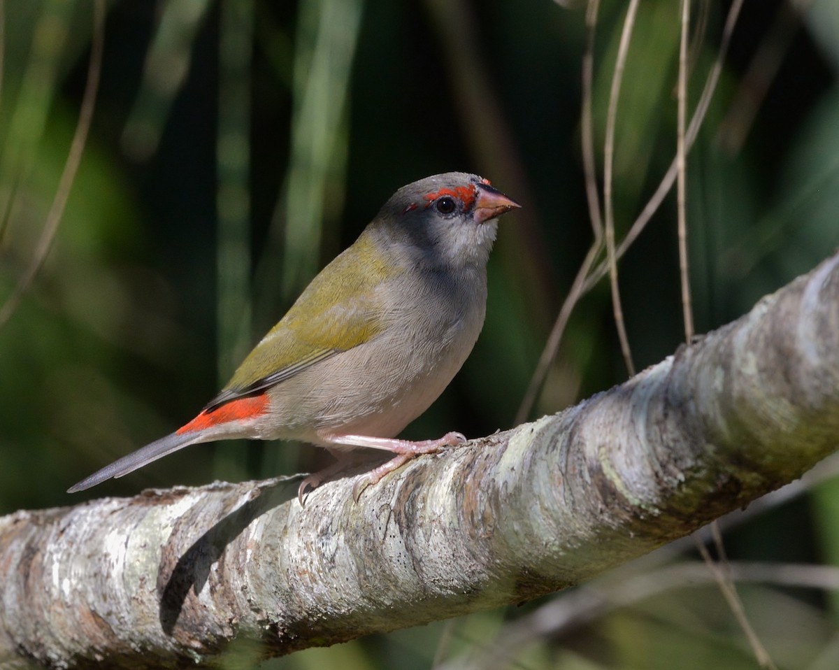 Red-browed Firetail - Peter Storer