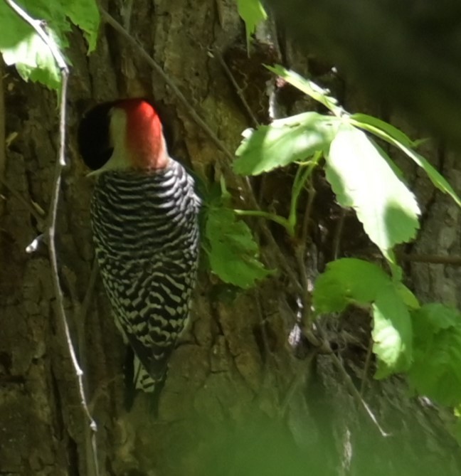 Red-bellied Woodpecker - Nicolle and H-Boon Lee