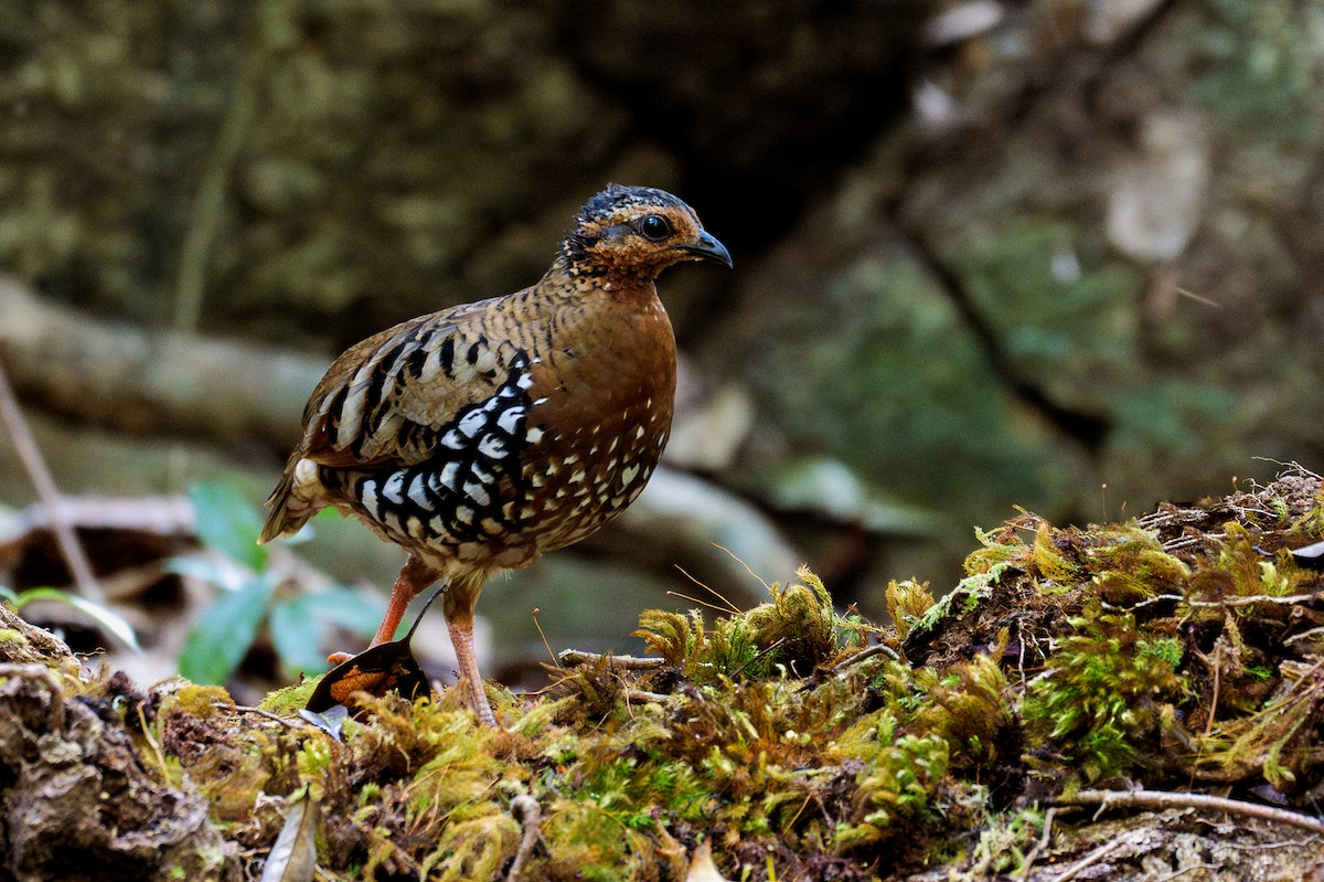 Chestnut-headed Partridge - Senkethya Sar