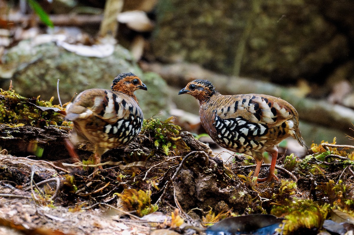 Chestnut-headed Partridge - ML619477098