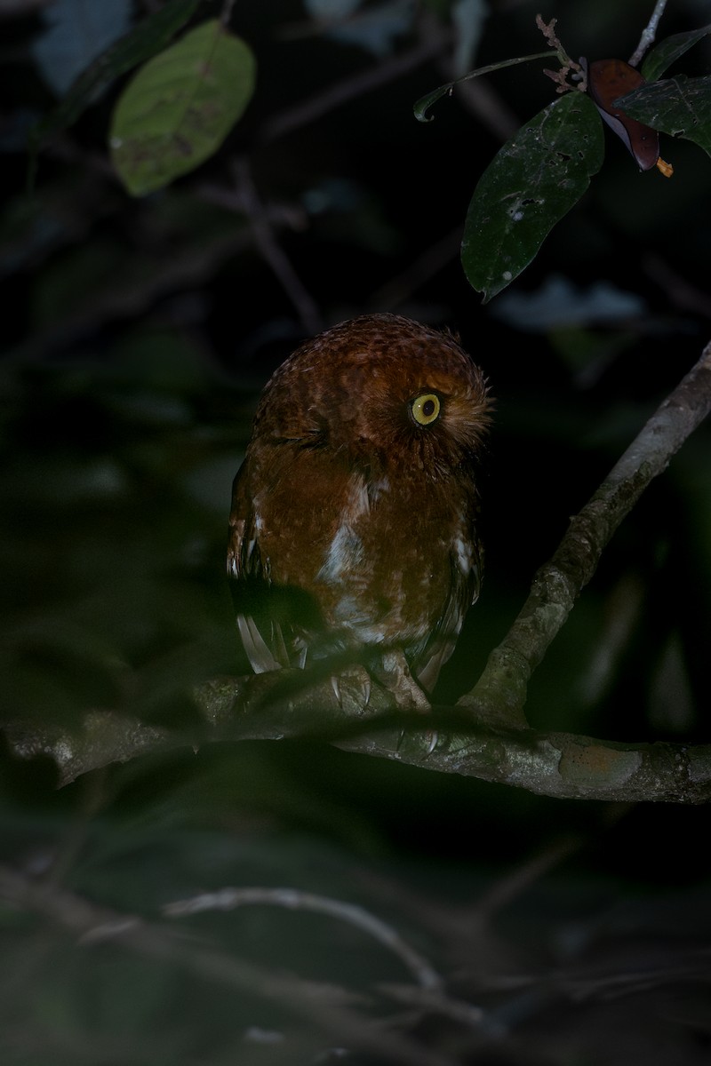 Mountain Scops-Owl - ML619477100