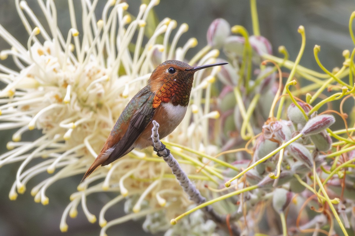 Allen's Hummingbird - Amarilys Lebron