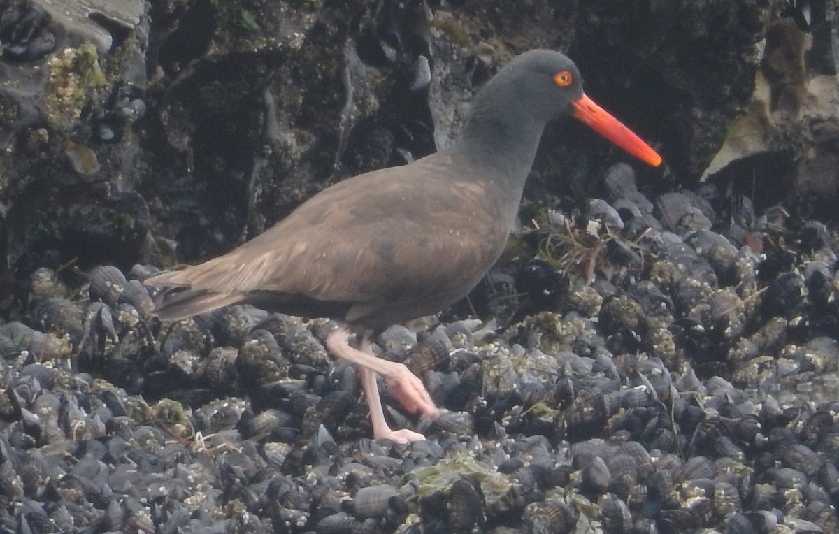 Black Oystercatcher - Yolanda Marquez