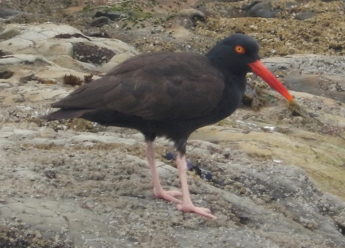 Black Oystercatcher - Yolanda Marquez