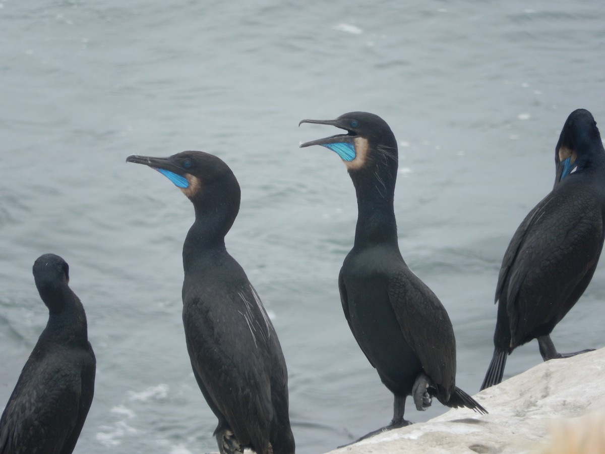 Brandt's Cormorant - Yolanda Marquez