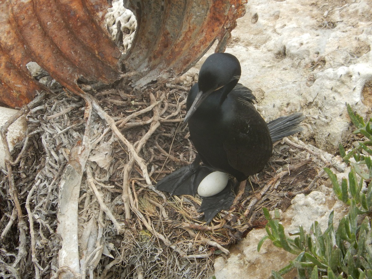 Brandt's Cormorant - Yolanda Marquez