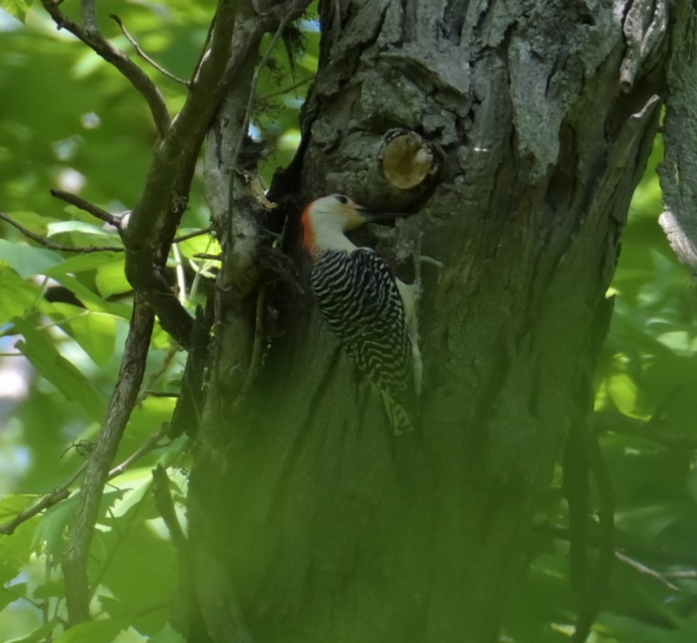 Red-bellied Woodpecker - Nicolle and H-Boon Lee