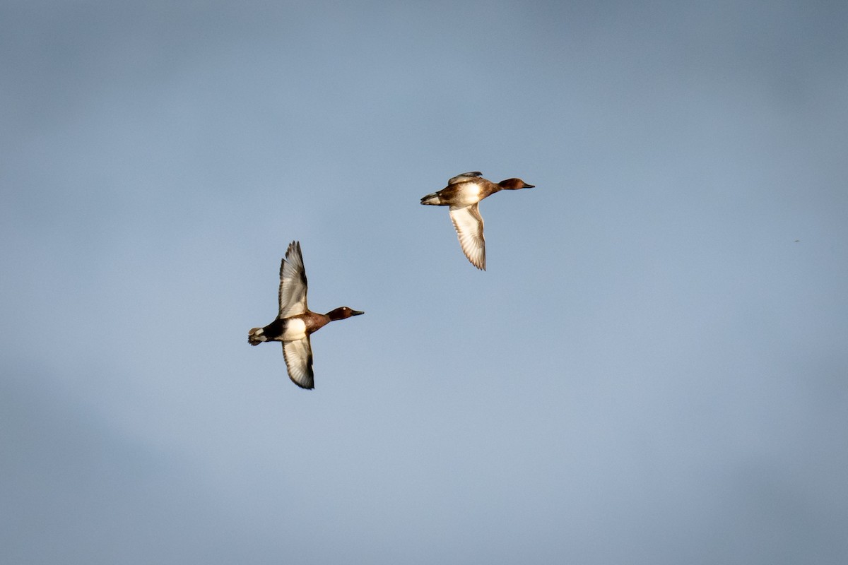 Ferruginous Duck - František Suchý