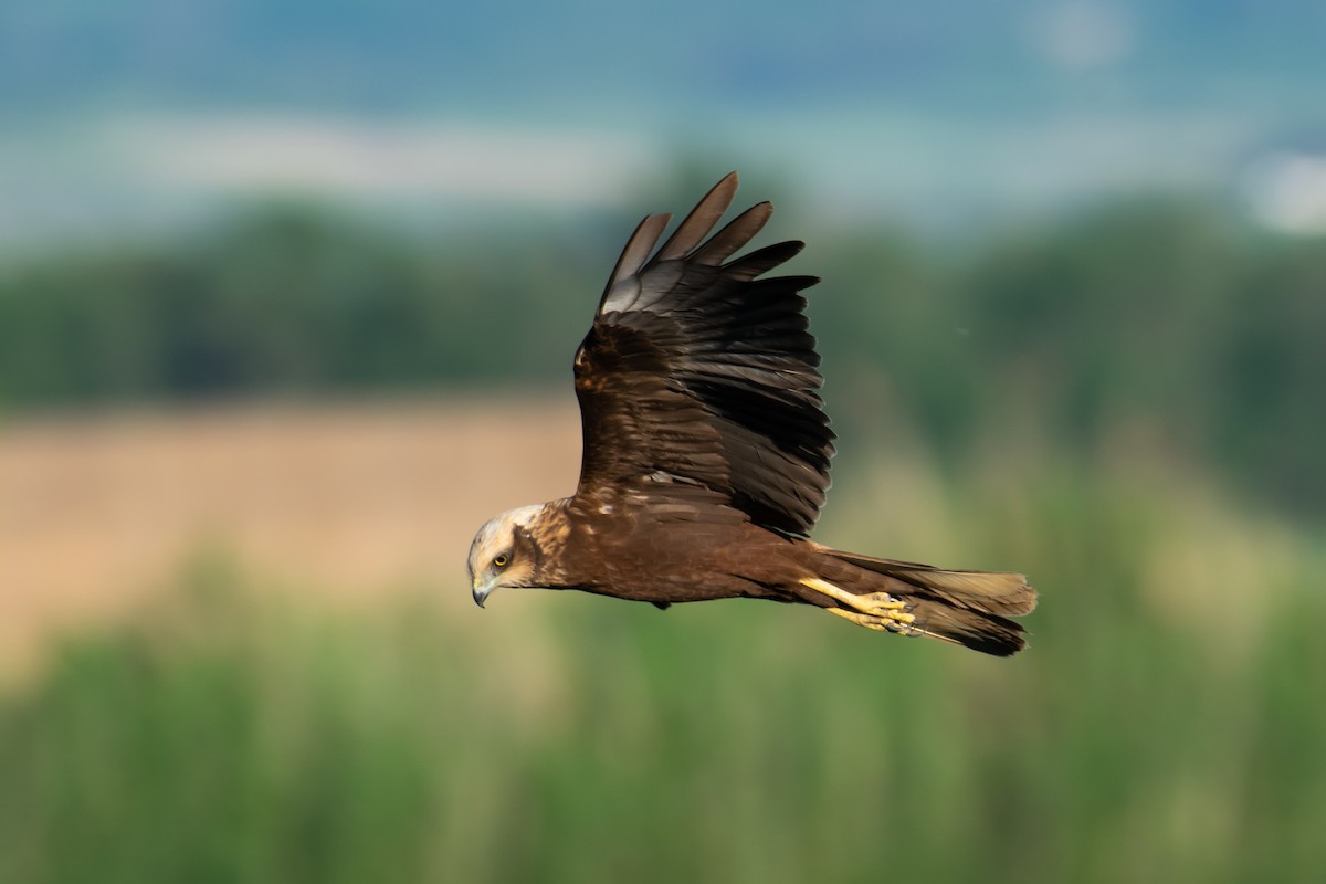 Western Marsh Harrier - František Suchý