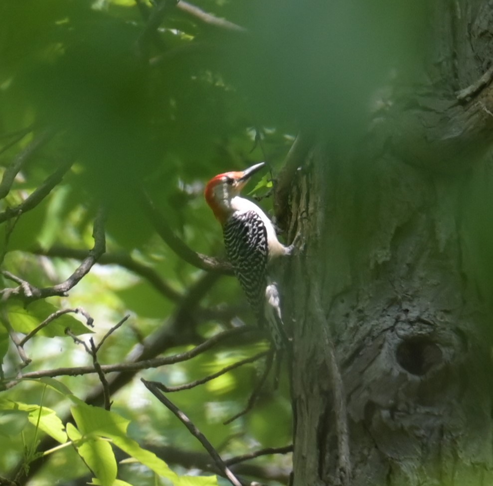 Red-bellied Woodpecker - Nicolle and H-Boon Lee