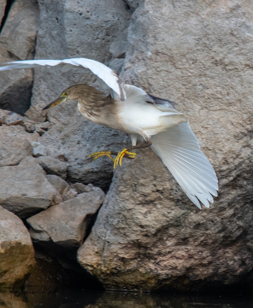 Indian Pond-Heron - Ash K