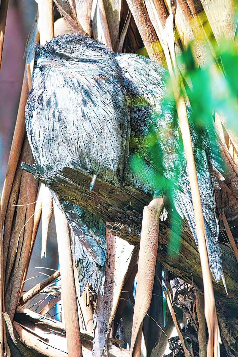 Tawny Frogmouth - Alfons  Lawen