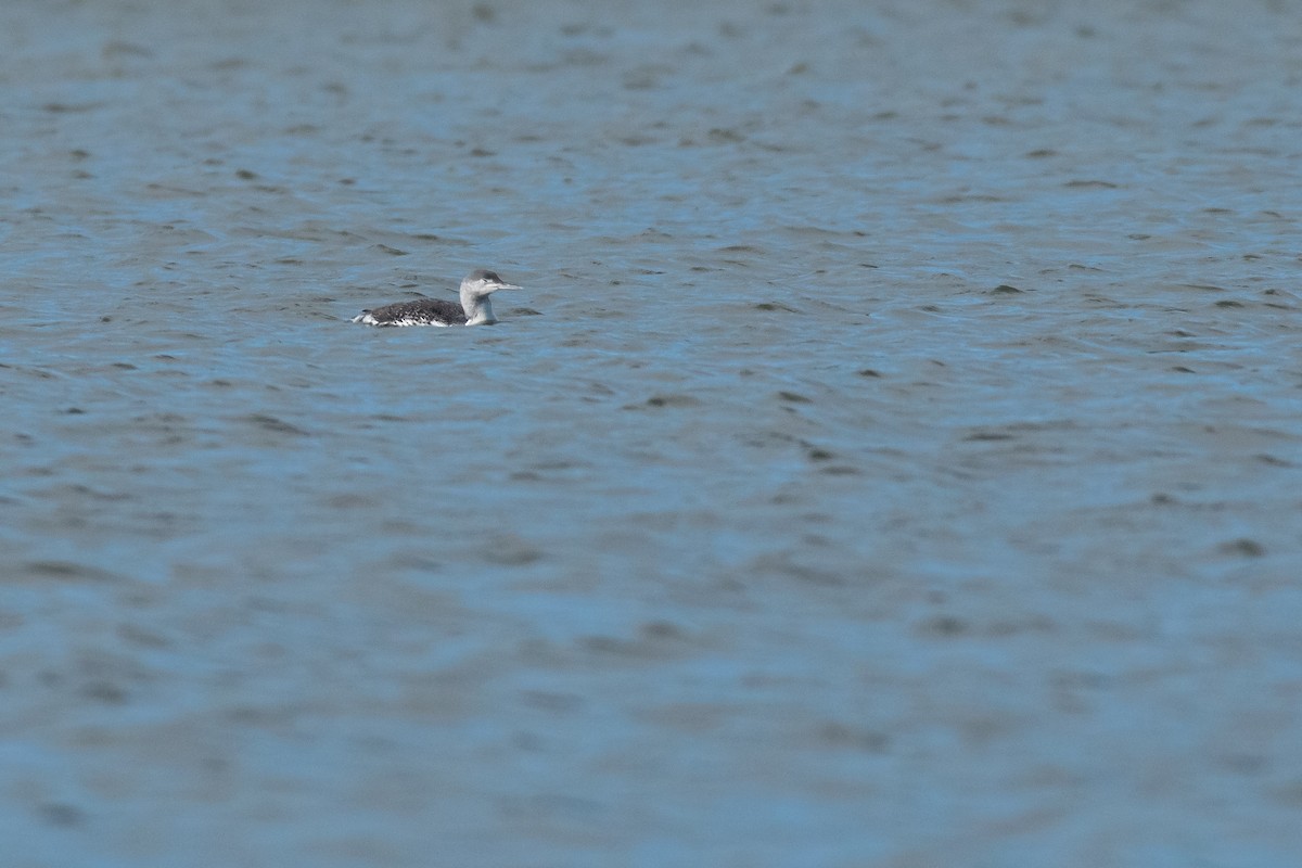 Red-throated Loon - František Suchý