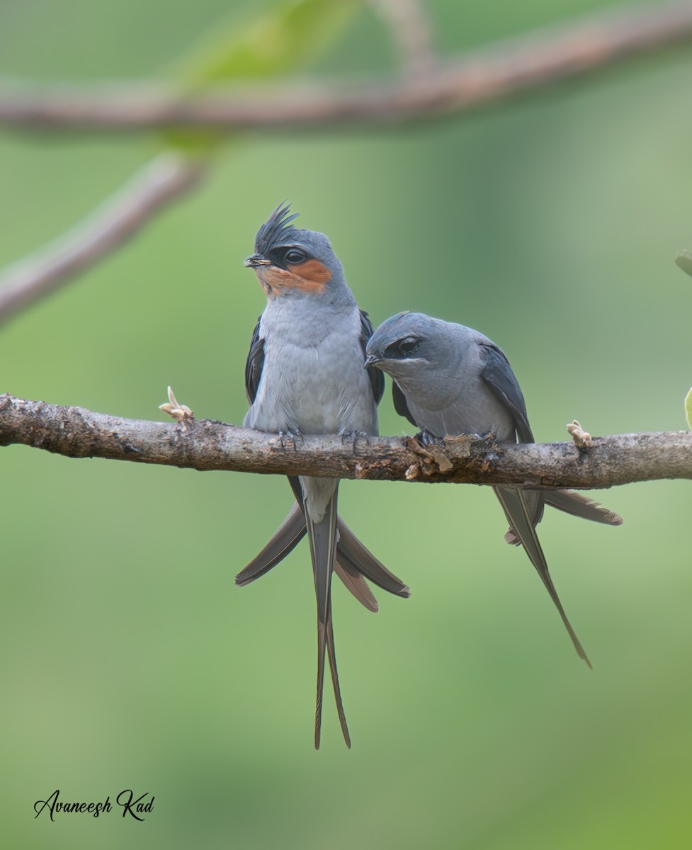 Crested Treeswift - Ash K