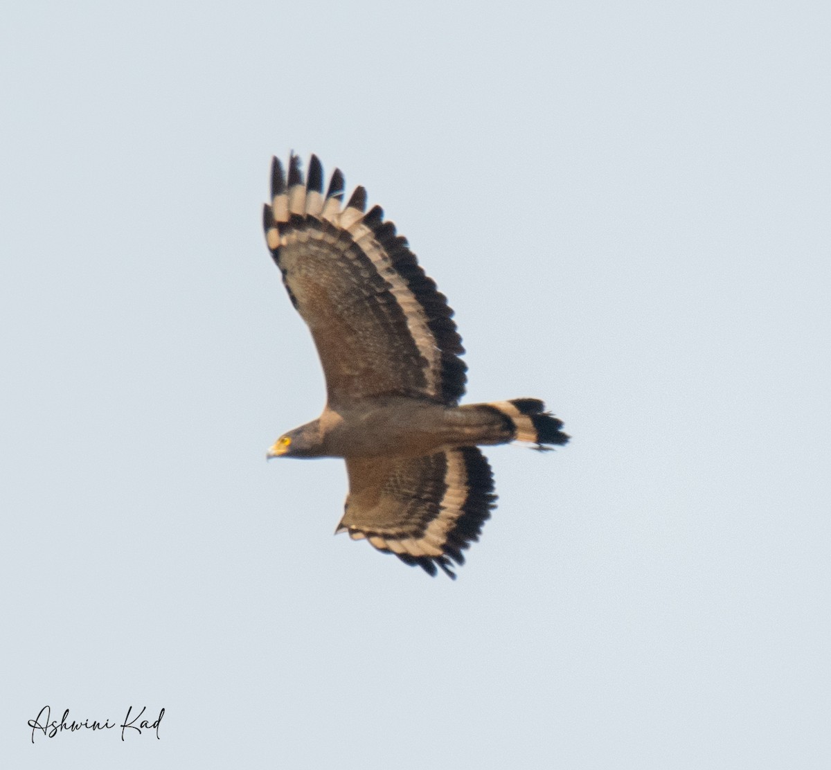 Crested Serpent-Eagle - Ash K