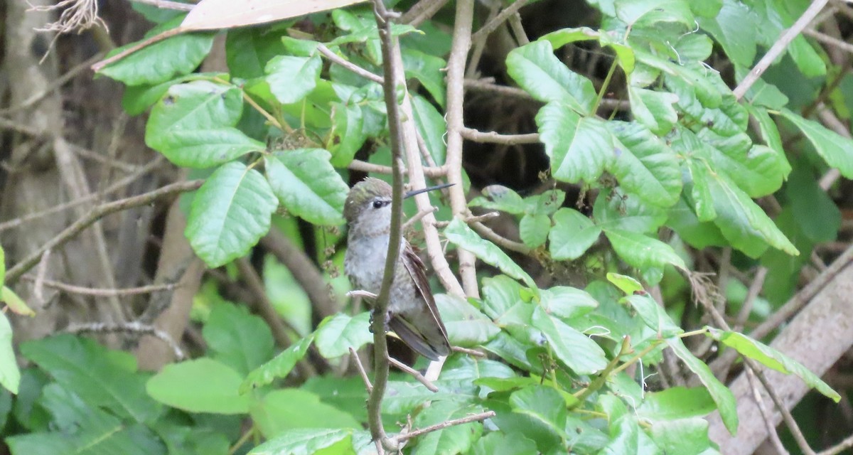 Anna's Hummingbird - Petra Clayton