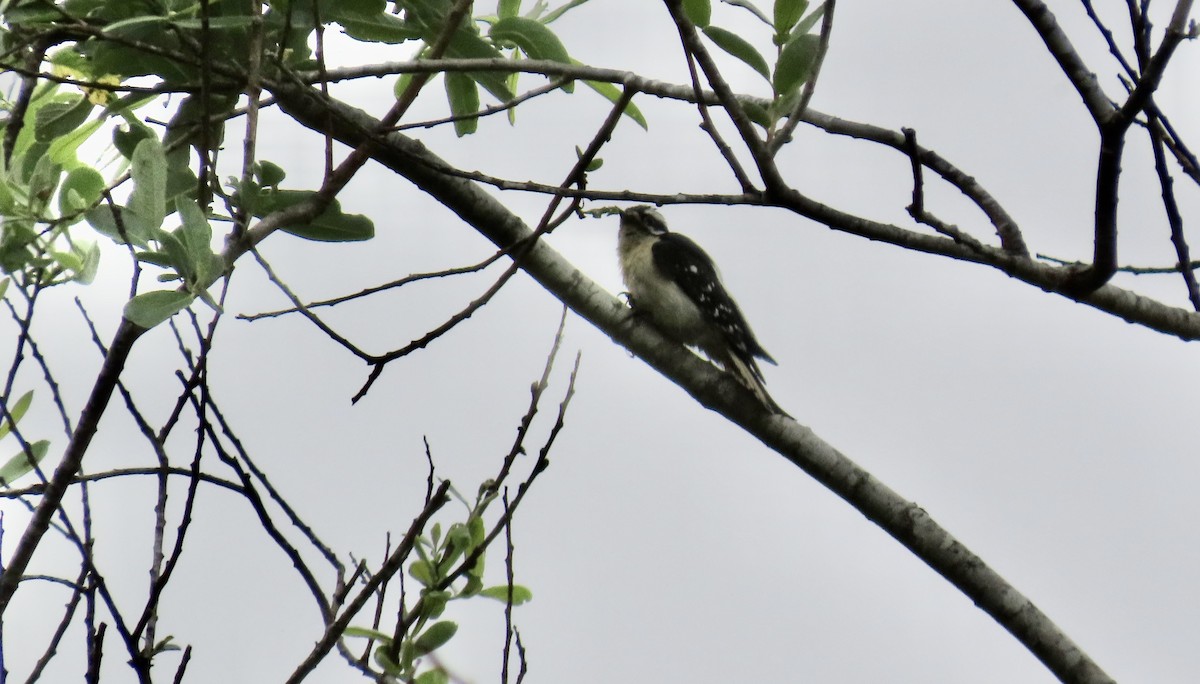 Downy Woodpecker - Petra Clayton