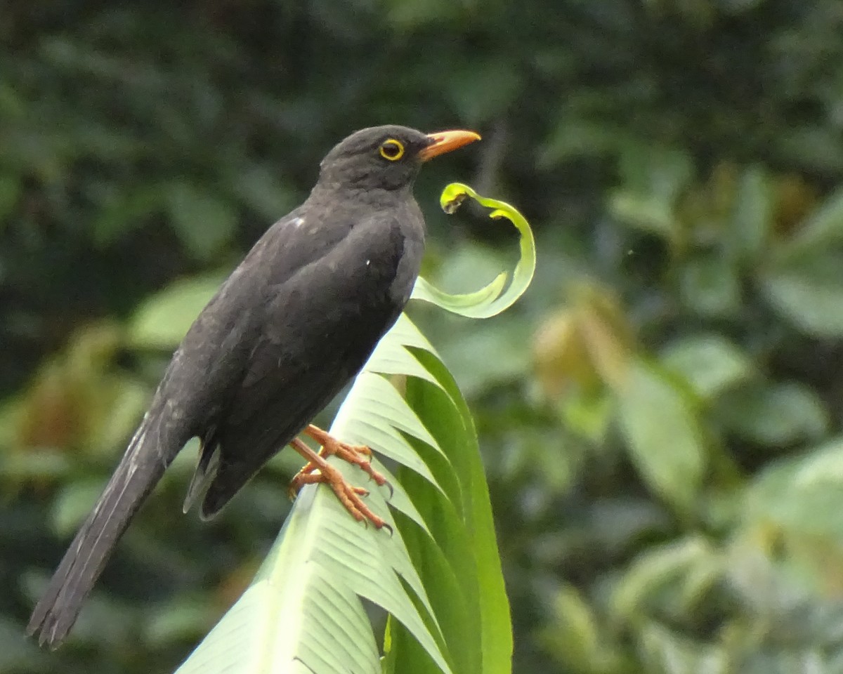 Great Thrush - Daniel Pérez Peña