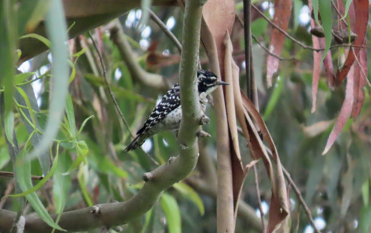 Nuttall's Woodpecker - Petra Clayton