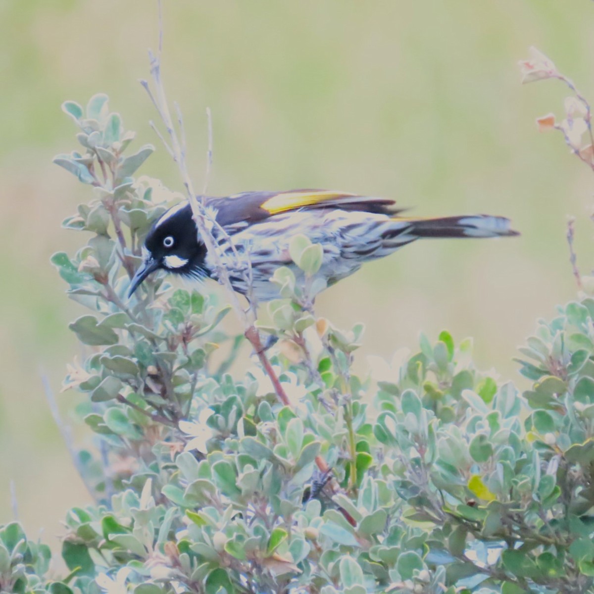 New Holland Honeyeater - ML619477160