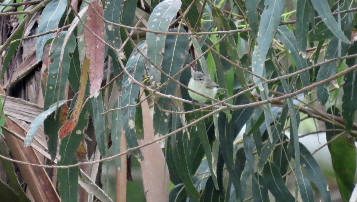 Warbling Vireo - Petra Clayton