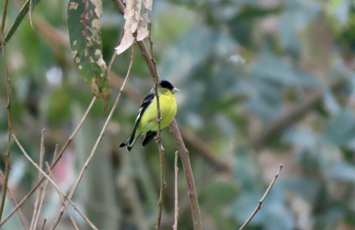 Lesser Goldfinch - Petra Clayton