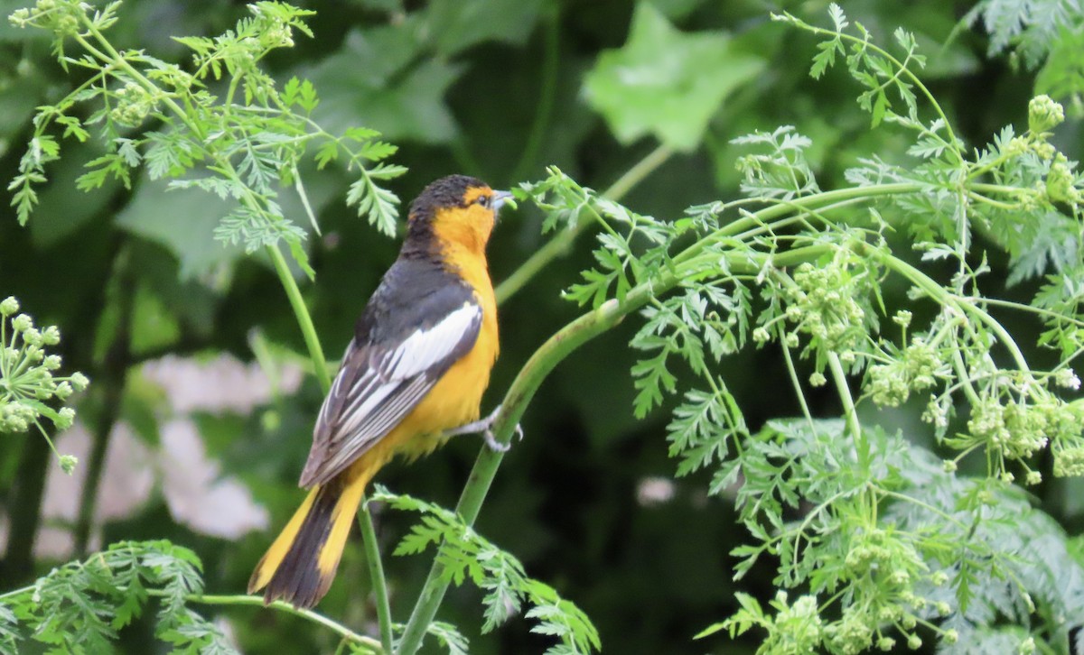 Bullock's Oriole - Petra Clayton