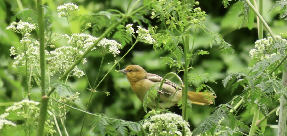 Bullock's Oriole - Petra Clayton