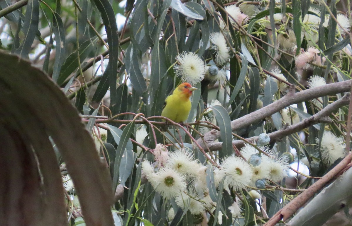 Western Tanager - Petra Clayton